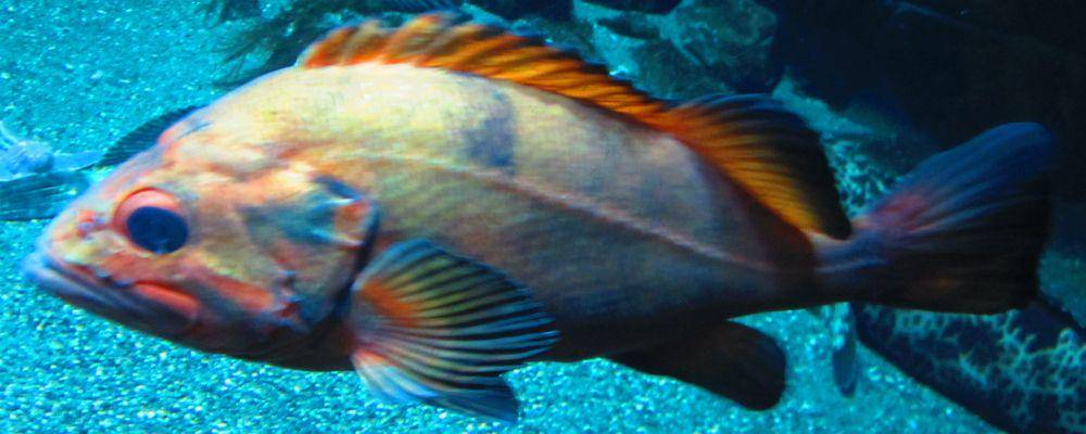 Rougheye rockfish (commons.wikimedia.org/Diver Dave)