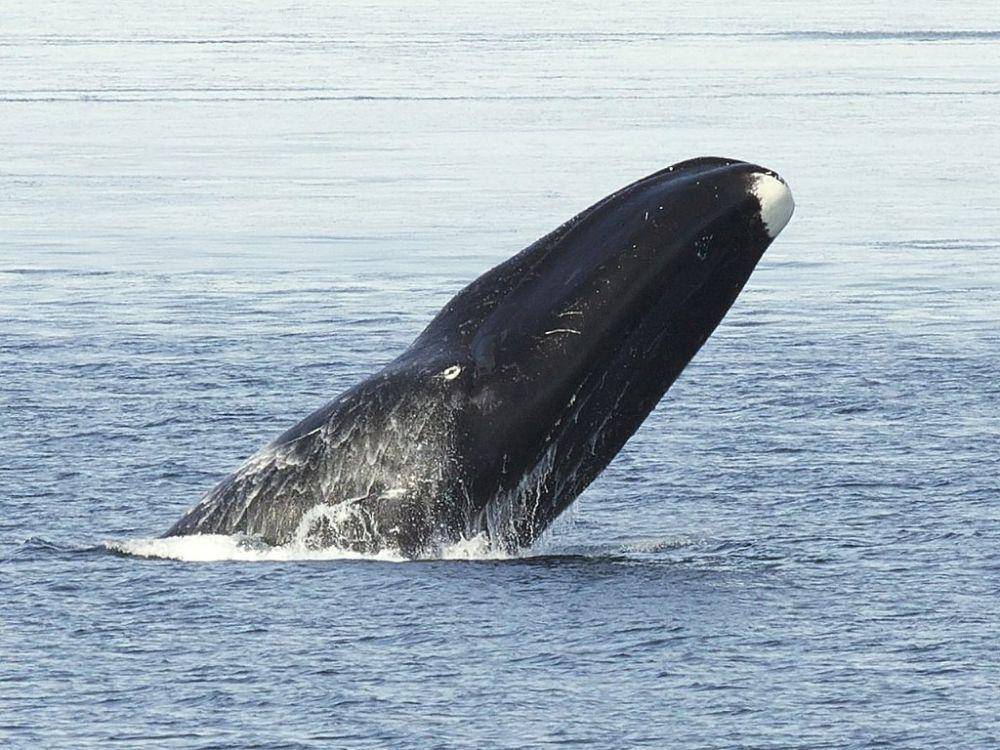 bowhead whale (commons.wikimedia.org/Bering Land Bridge National Preserve)