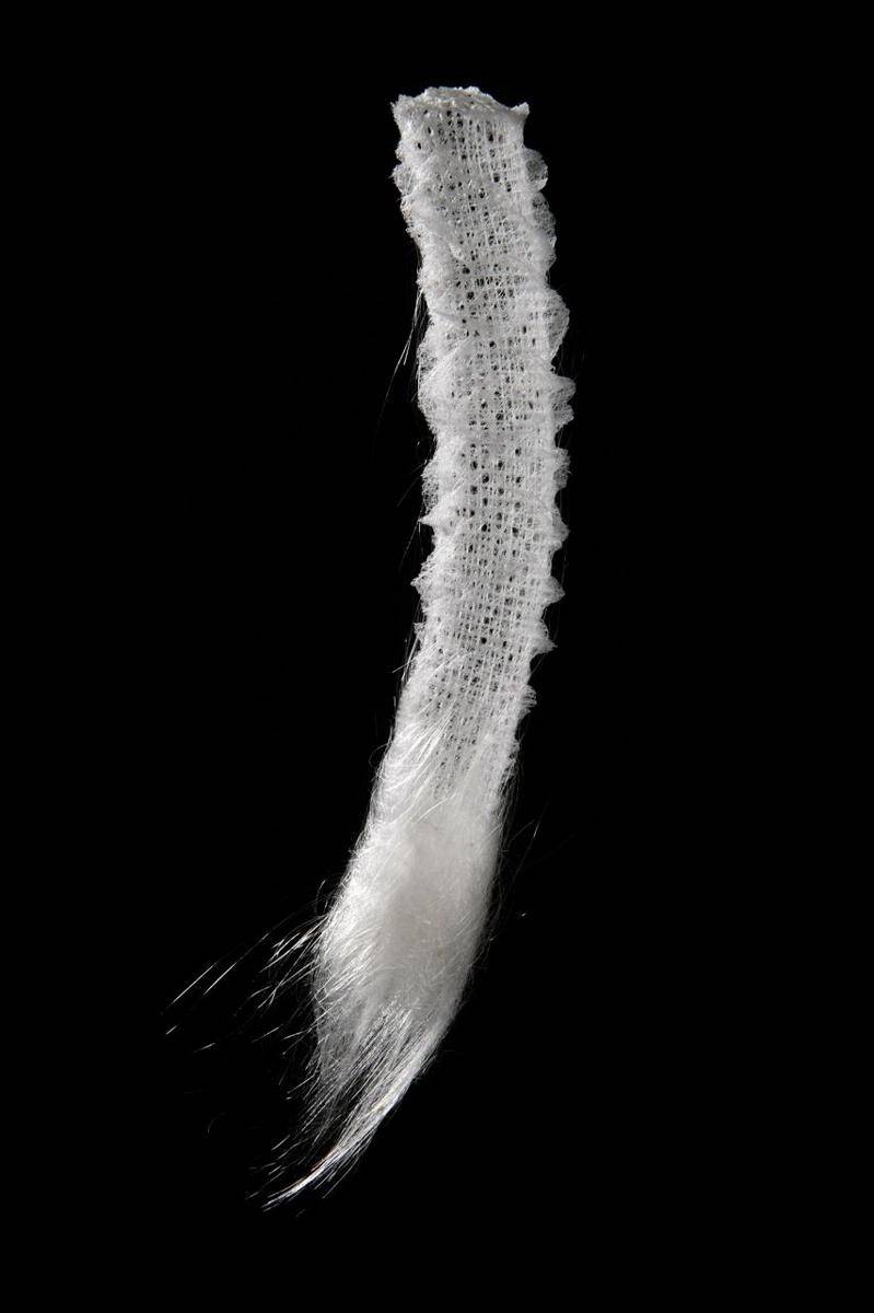 glass sponge (commons.wikimedia.org/Michelle Kelly)