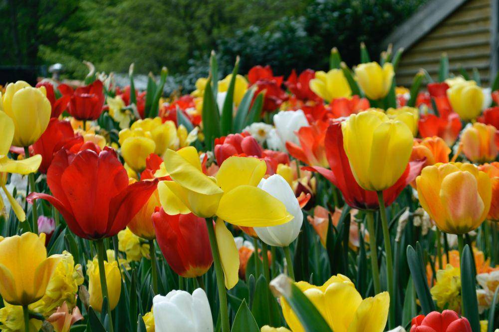 Taman Keunkenhof (unsplash.com/Farah Almazouni)