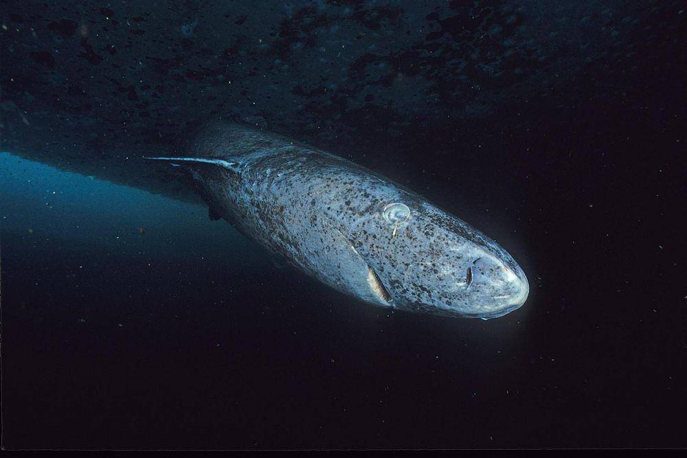greenland shark (commons.wikimedia.org/Hemming1952)