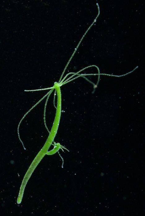 hydra (commons.wikimedia.org/Peter Schuchert)