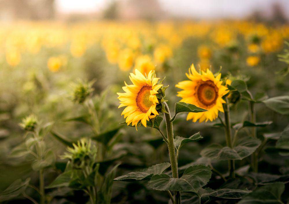 Sunflower Fields (unsplash.com/Lachlan Gowen)