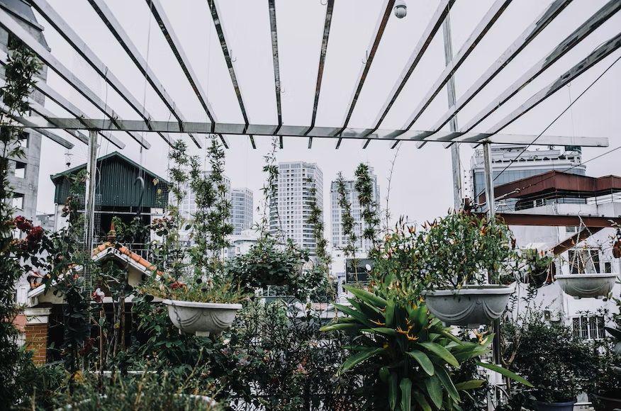 ilustrasi rooftop garden (unsplash.com/Anh Nguyen)