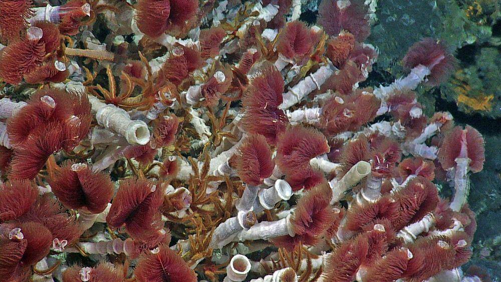 tube worm (commons.wikimedia.org/Oregon State University)