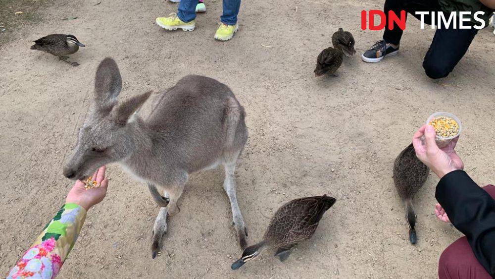 Feeding time kanguru di Moonlit Sanctuary (IDN Times/Dewi Suci Rahayu)