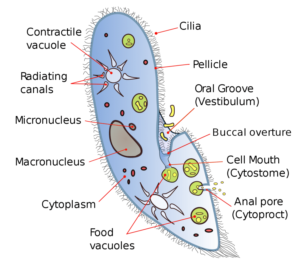ilustrasi ciliata (common.wikimedia.org/Deuterostome)