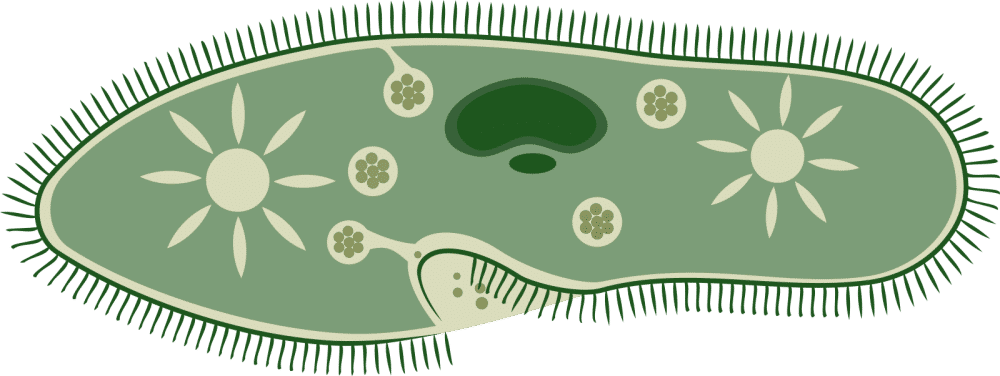ilustrasi ciliata (common.wikimedia.org/rones)