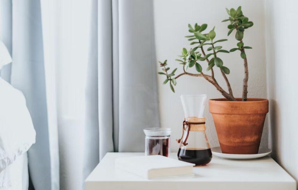 Ilustrasi jade plant (unsplash.com/@nate_dumlao)