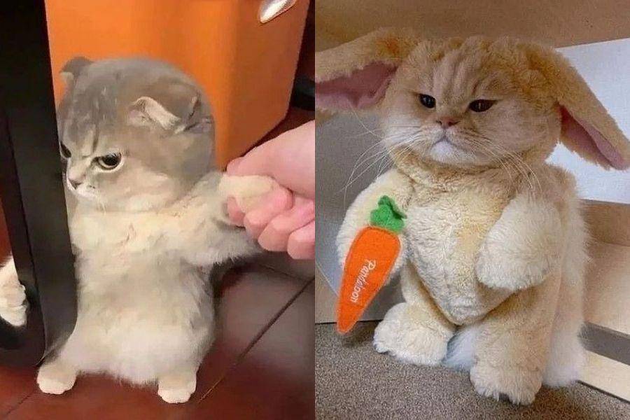 kucing lagi ngambek (instagram.com/kucingimutcomel)