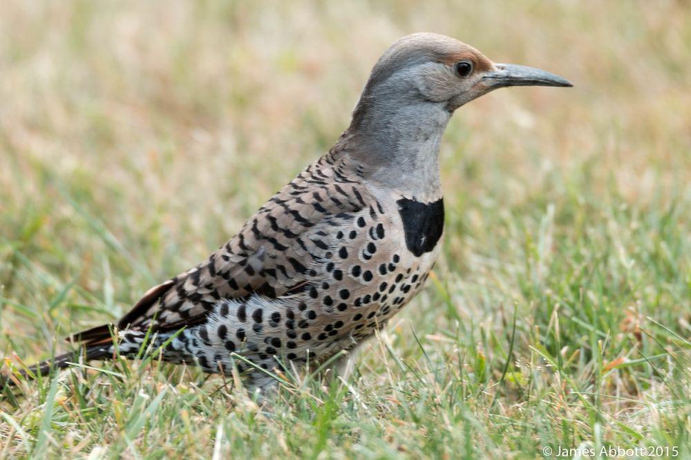 burung northern flicker (commons.wikimedia.org/James Abbott)