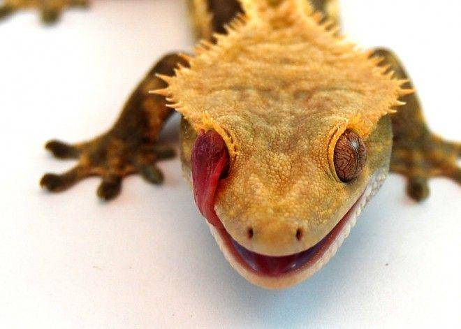 tokek membersihkan mata dengan menjilatnya (bakeranimalclinic.com)