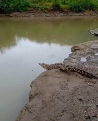 Tangkapan layar penampakan buaya di Sungai Oya Gunungkidul (Instagram.com/ceritagunungkidul)