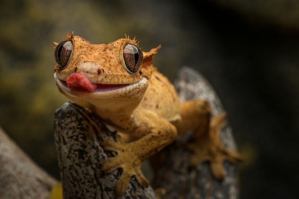 11 Fakta Menakjubkan tentang Tokek, Reptil yang Mudah Stres