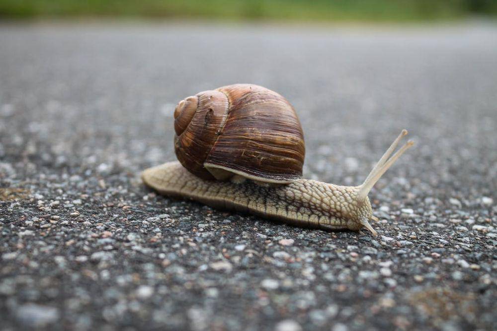ilustrasi slow (pexels.com/invisiblepower)