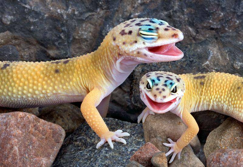 tokek mempunyai jumlah gigi yang sangat banyak (allourcreatures.com)