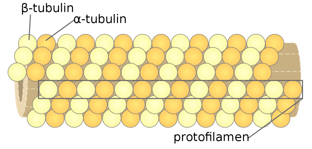 ilustrasi mikrotubulus (commons.wikimedia.org/Microtubule)