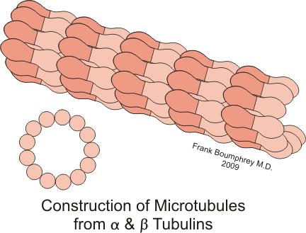 ilustrasi mikrotubulus (commons.wikimedia.org/Boumphreyfr)