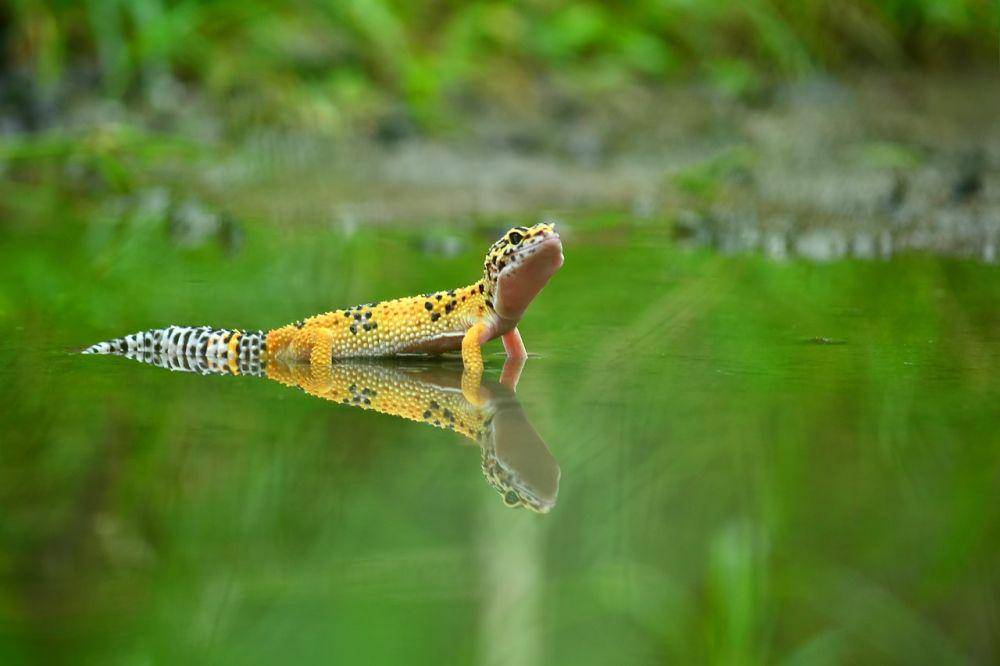 tokek mendarat selalu di atas kakinya (pixabay.com/users/anggan-4617988)