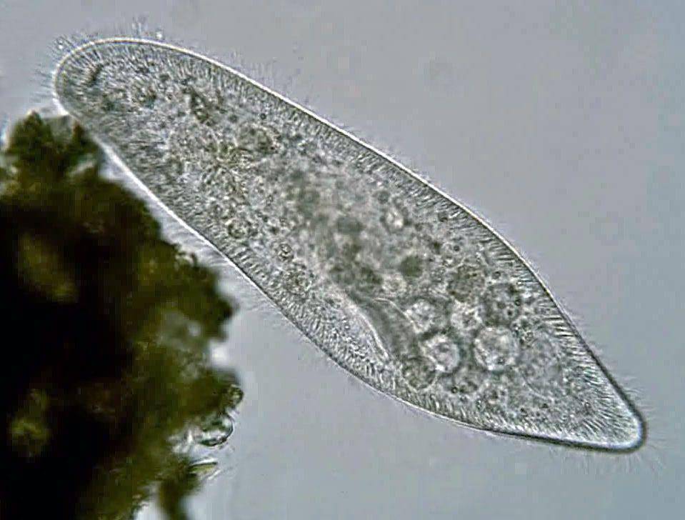 ilustrasi ciliata (common.wikimedia.org/Deuterostome)