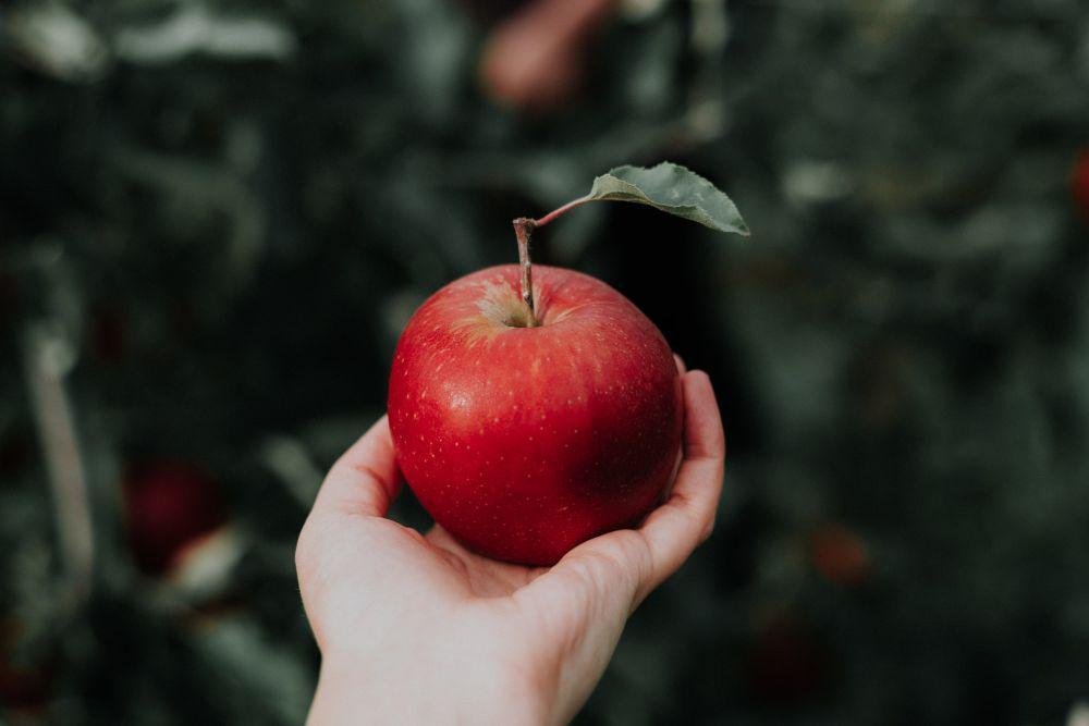 ilustrasi apel (unsplash.com/@priscilladupreez)