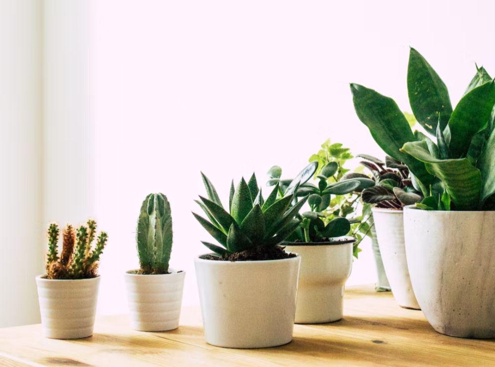 Iluatrasi kaktus sukulen(unsplash.com/@ritaterekhova)