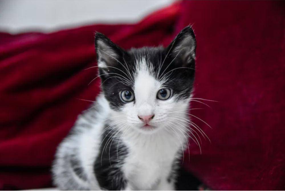 Ilustrasi kucing (unsplash.com/@joekey))