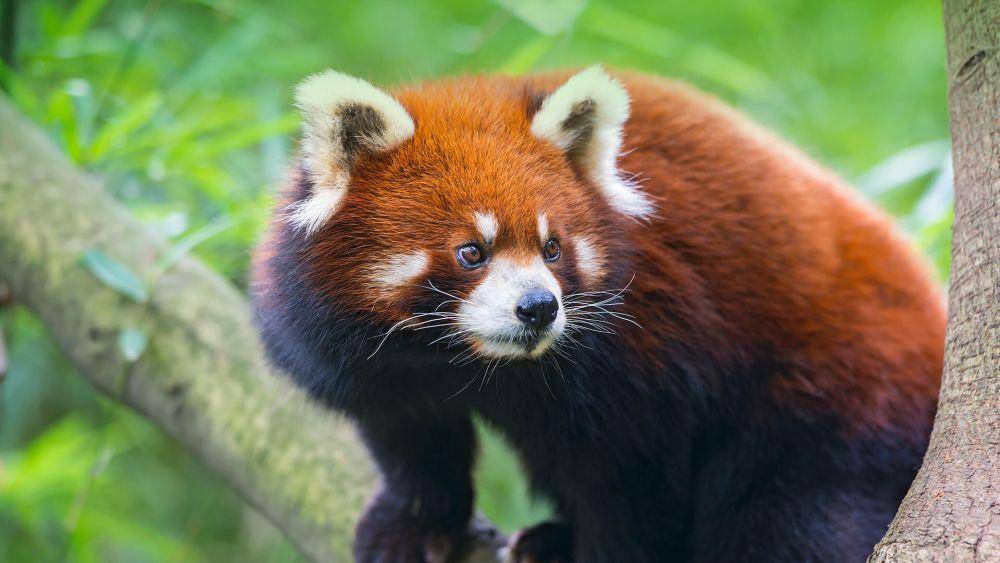 panda merah berburu makanan saat dini hari (animals.sandiegozoo.org)