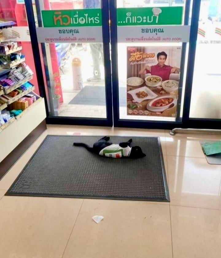 potret lucu kucing capek kerja (twitter.com/CatWorkers)
