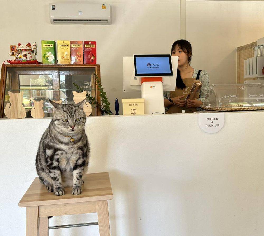 potret lucu kucing capek kerja (twitter.com/CatWorkers)