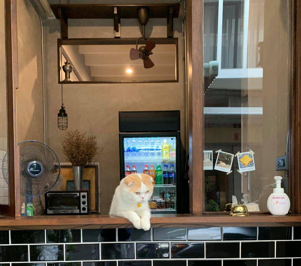 potret lucu kucing capek kerja (twitter.com/CatWorkers)