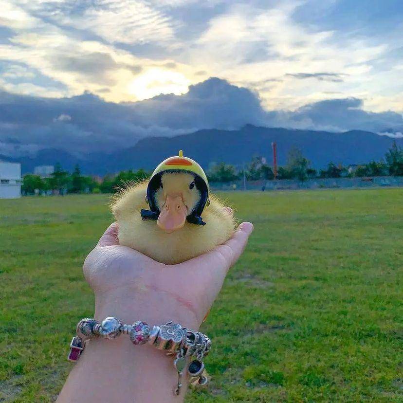 potret lucu outfit bebek (twitter.com/shouldhaveaduck)