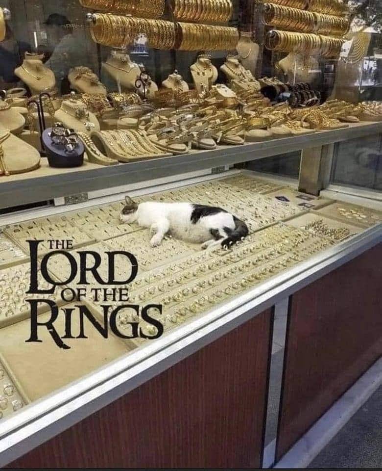 potret lucu kucing capek kerja (twitter.com/CatWorkers)