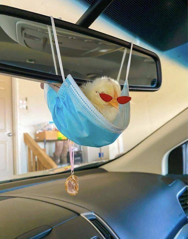 potret lucu outfit bebek (twitter.com/shouldhaveaduck)
