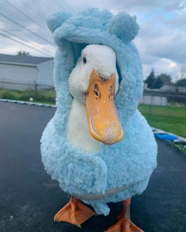 potret lucu outfit bebek (twitter.com/shouldhaveaduck)