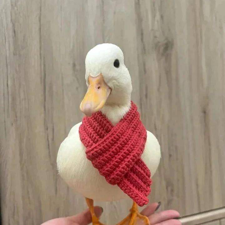 potret lucu outfit bebek (twitter.com/shouldhaveaduck)