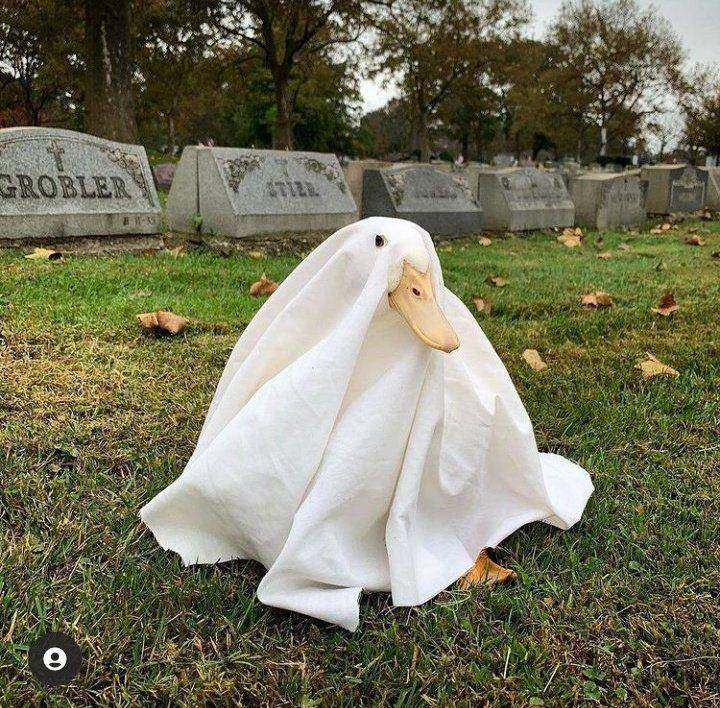 potret lucu outfit bebek (twitter.com/shouldhaveaduck)