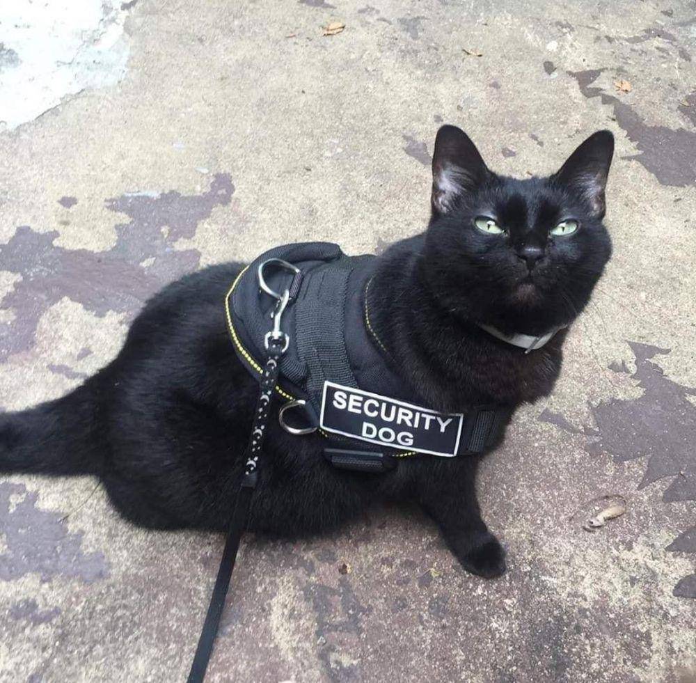 potret lucu kucing capek kerja (twitter.com/CatWorkers)
