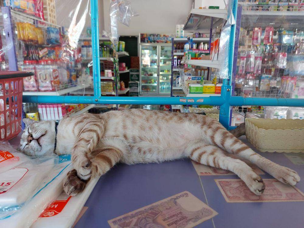 potret lucu kucing capek kerja (twitter.com/CatWorkers)