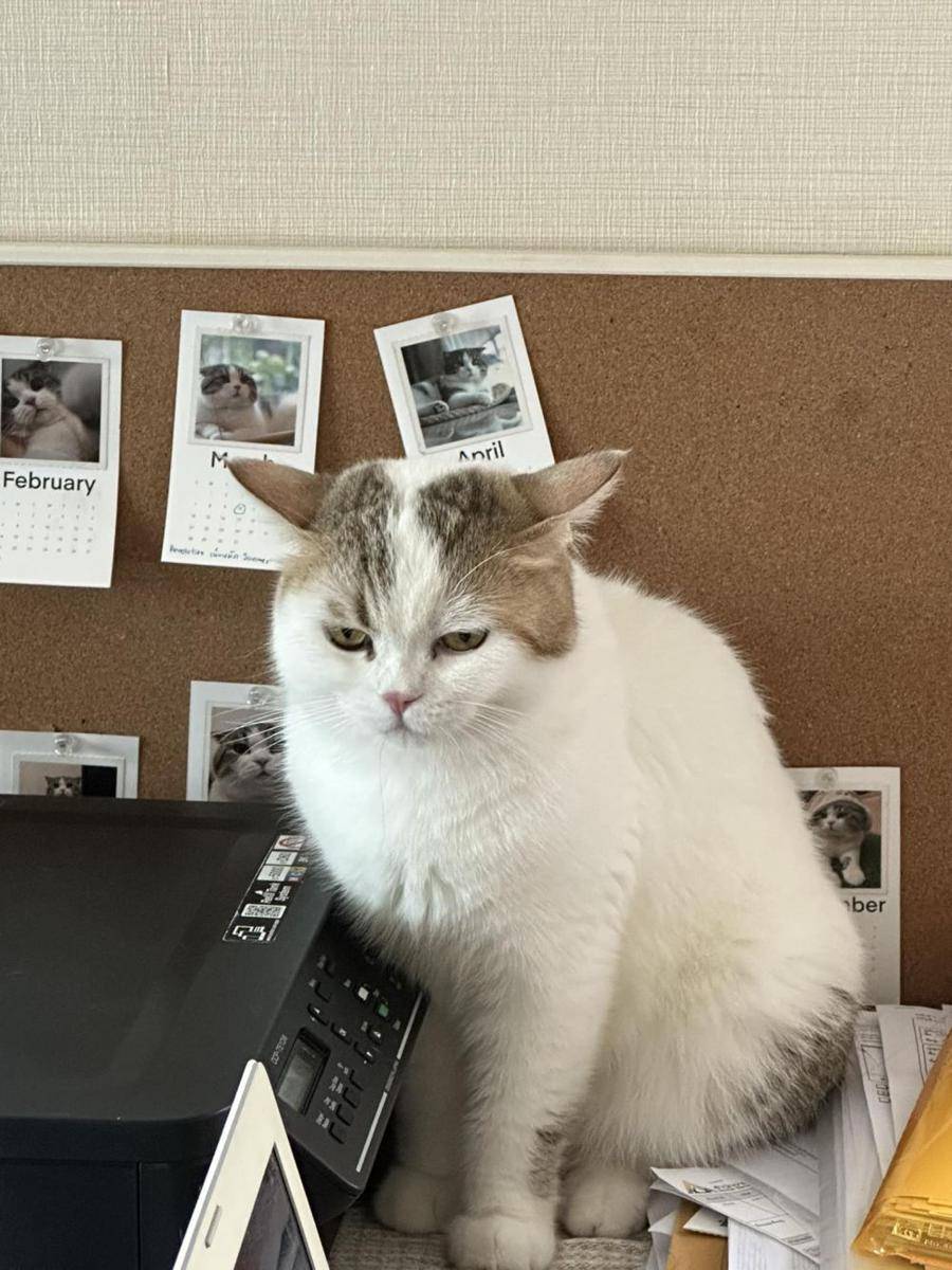 potret lucu kucing capek kerja (twitter.com/CatWorkers)