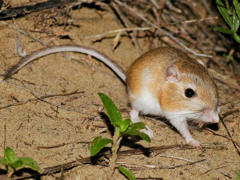 salah satu hewan nokturnal yang langka (wildlifepreservation.ca)