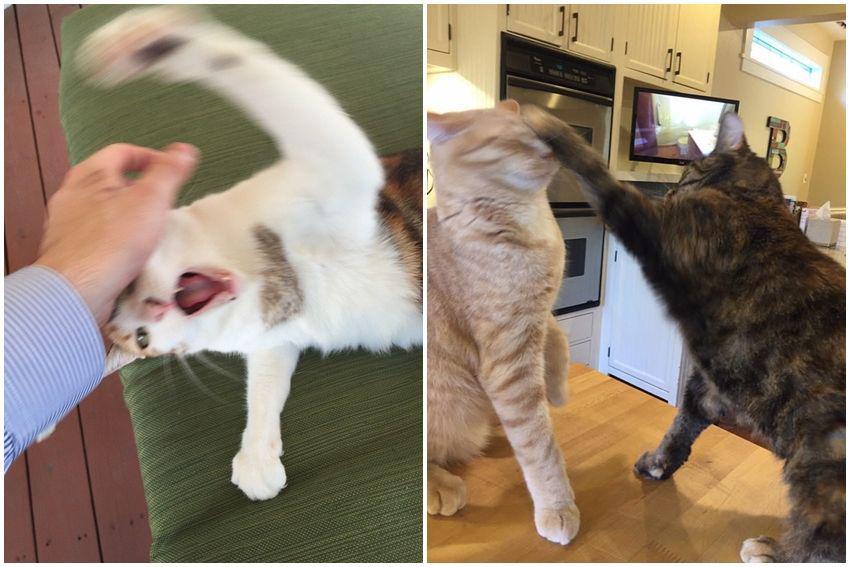 10 Momen Sebelum Kejadian Nahas yang Dilakukan Kucing, Kocak Abis!