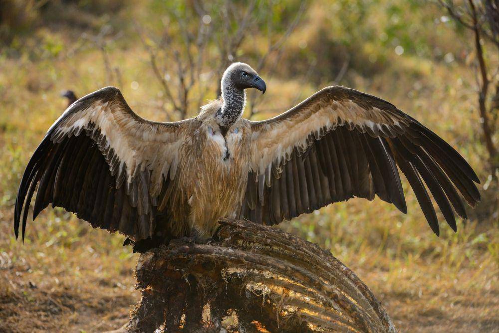 Burung hering (pexels.com/Frans van Heerden)