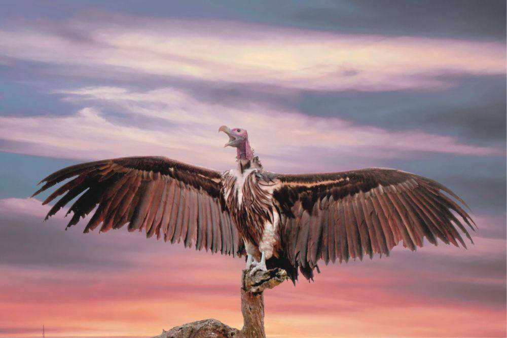 Burung hering (pexels.com/Frans van Heerden)