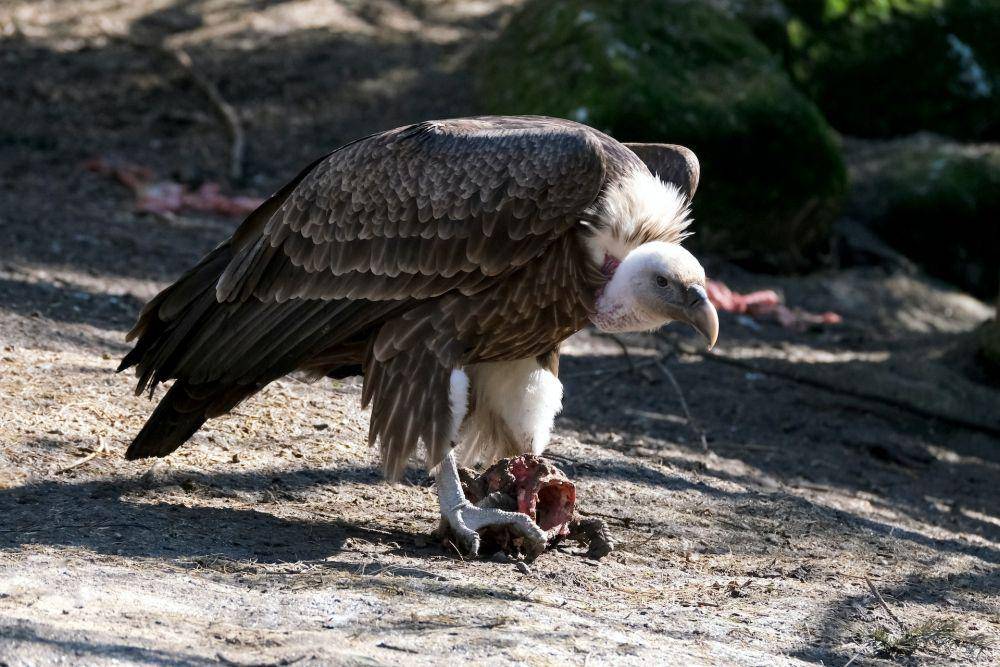 Burung hering (pexels.com/Nicky Pe)
