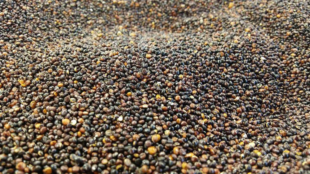quinoa hitam (pixabay.com/martinespecias)