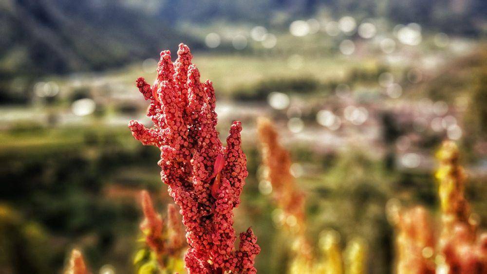 tanaman quinoa (pixabay.com/alpakaventas)