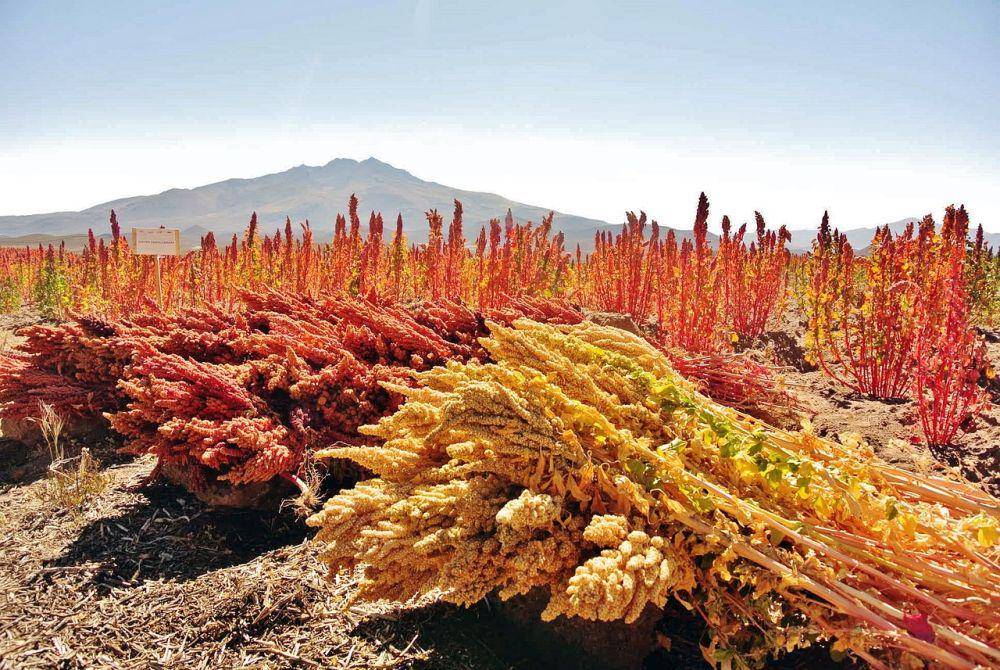 tanaman quinoa (pixabay.com/torricojc)