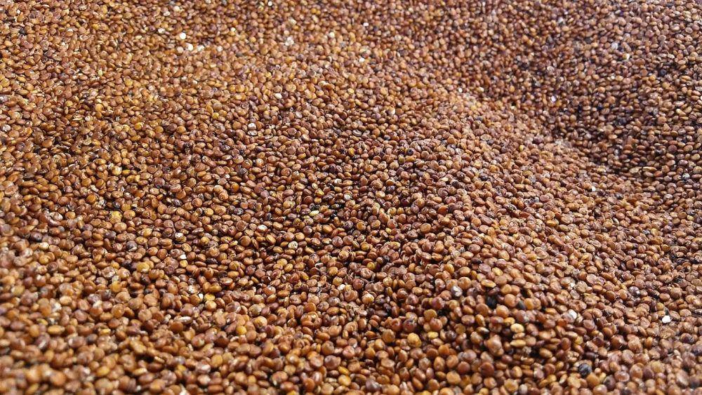 quinoa merah (pixabay.com/martinespecias)