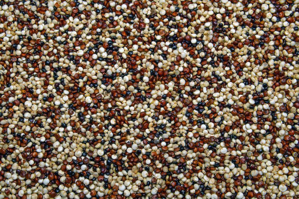 biji quinoa (pixabay.com/camera-men)